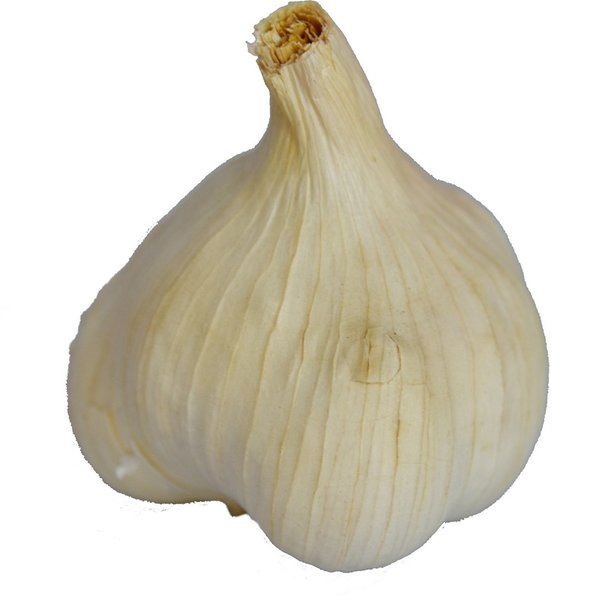 Knoblauch Knolle